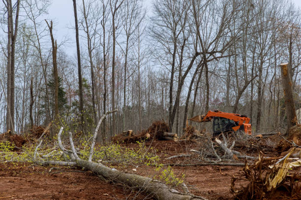 Best Tree and Shrub Care  in Reamstown, PA