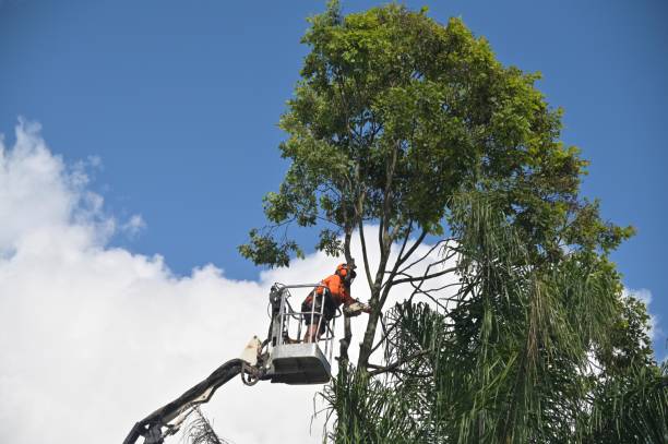 How Our Tree Care Process Works  in  Reamstown, PA